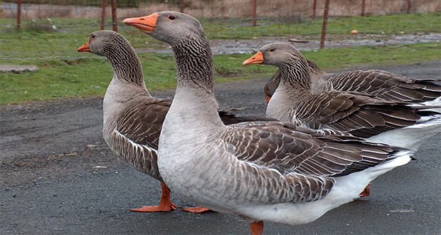 Mfahamu ‘African Goose’ bata mwenye kilo 14 anayeuzwa Sh2 milioni